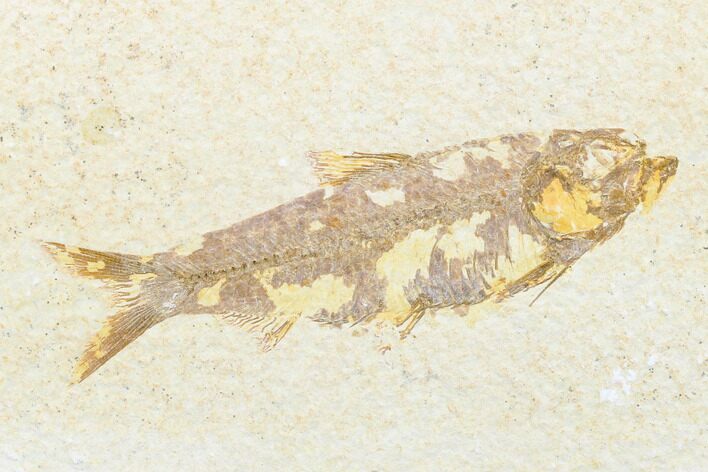 Detailed Fossil Fish (Knightia) - Wyoming #176392